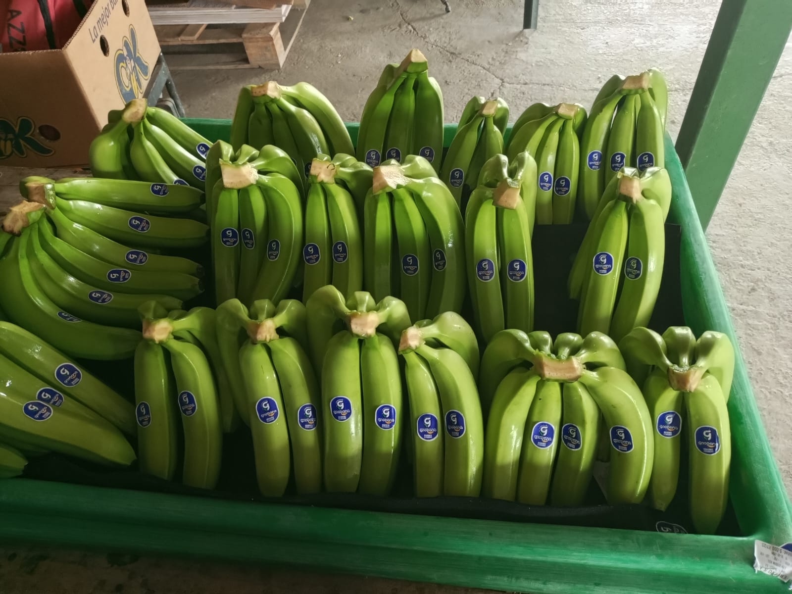 Banano limpio en bandeja