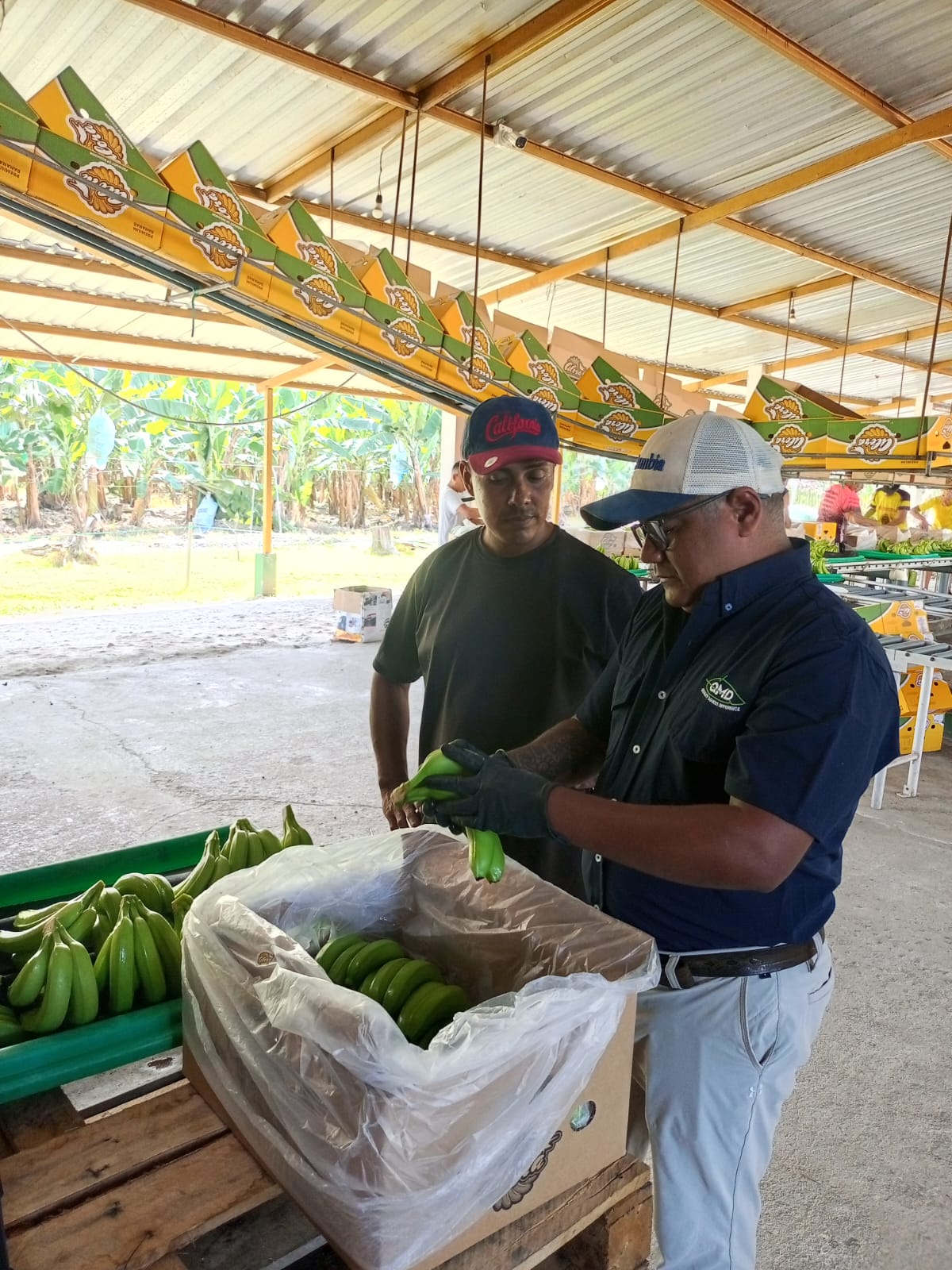 Equipo QMD revisando banano en empacadora