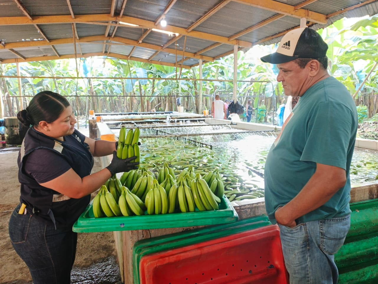 Inspeccion tecnica de banano durante el proceso