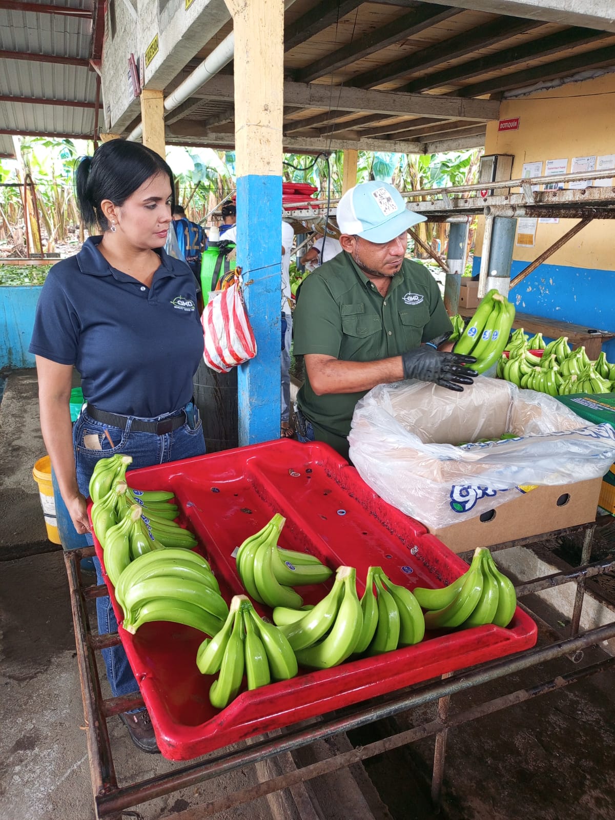Equipo QMD inspeccionando racimos de banano
