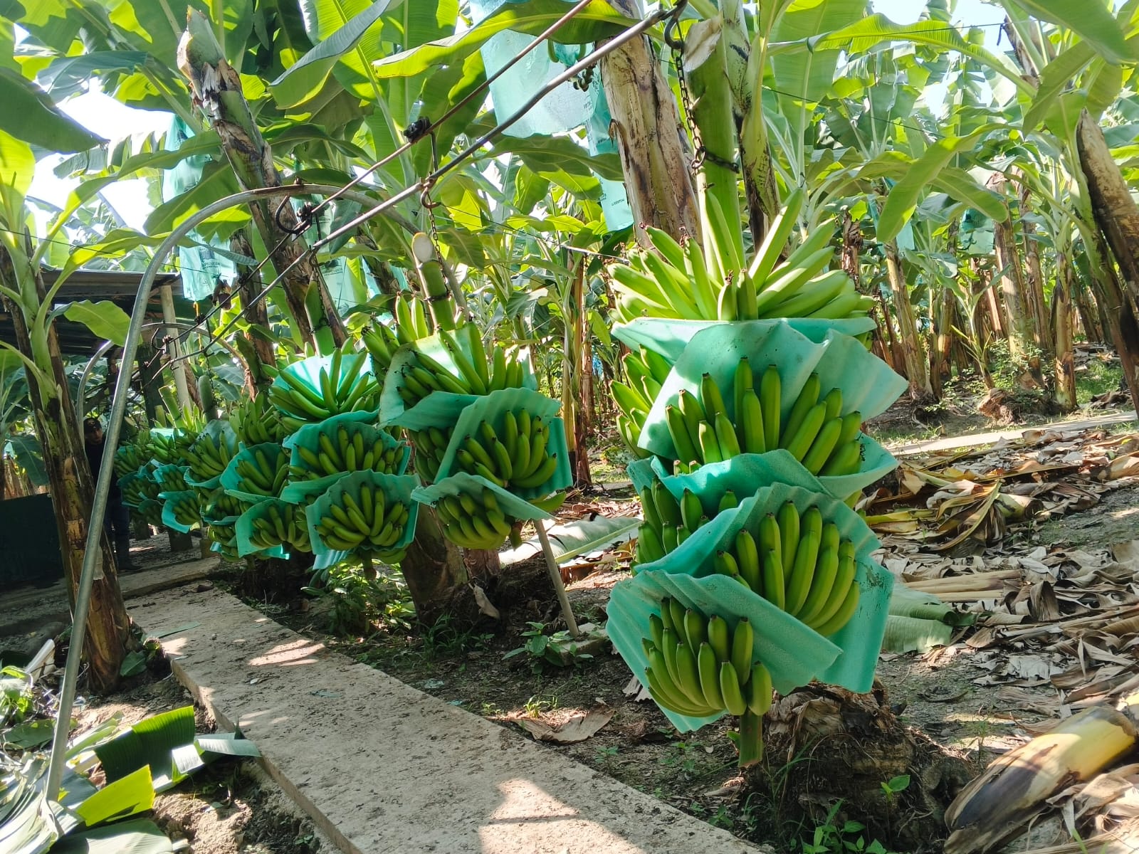 Proceso de banano en tanque de lavado